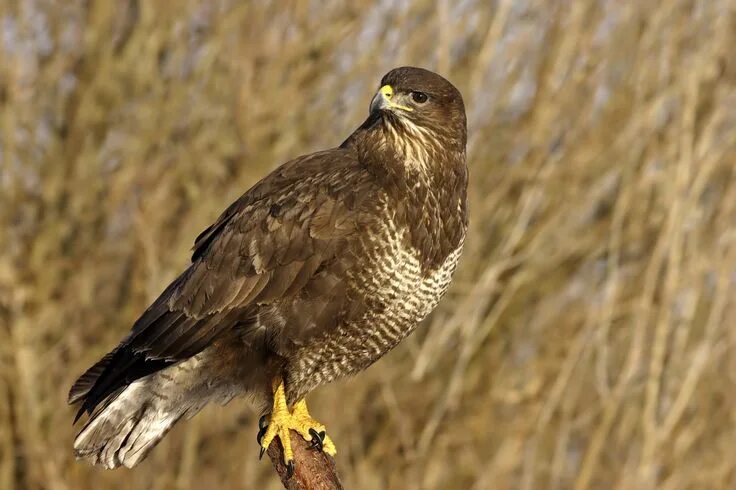 Птица канюк фото и описание Buzzard. Most often seen soaring on up-swept wings.Now the commonest UK bird of 