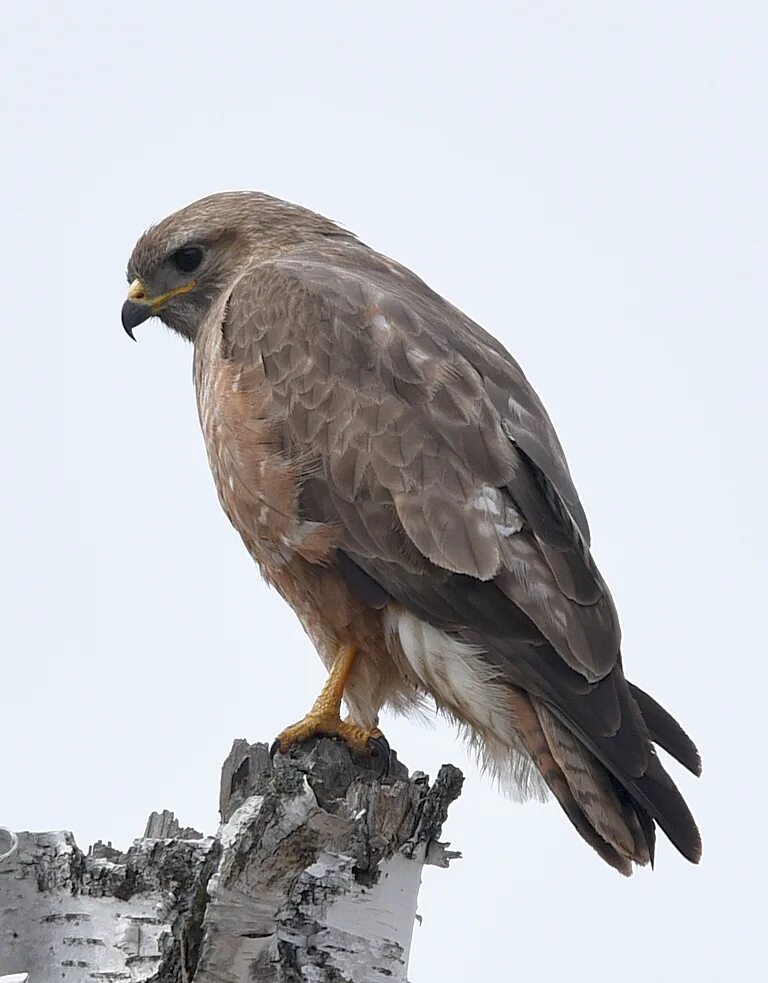 Птица канюк фото и описание Common Buzzard (Buteo buteo). Birds of Siberia.