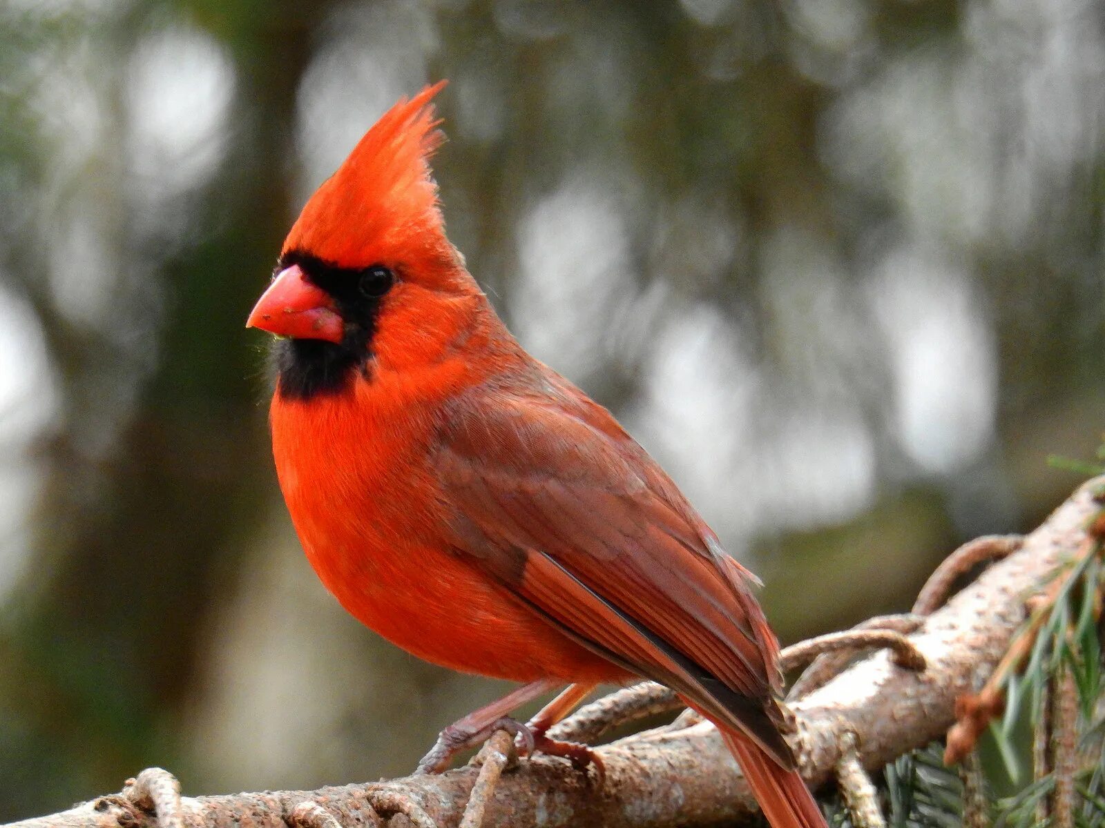 Птица кардинал фото Northern Cardinal Pair