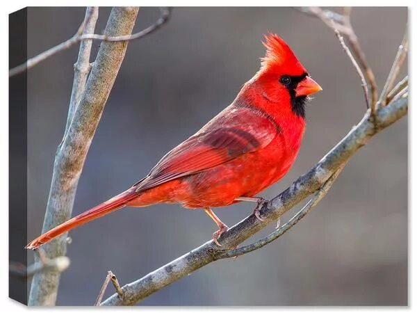 Птица кардинал фото Cardinal on Branch - Canvas Print . This photograph of a red male cardinal captu