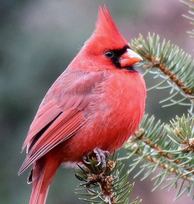 Птица кардинал фото Pin on Cardinals Birds painting, Beautiful birds, Bird photo