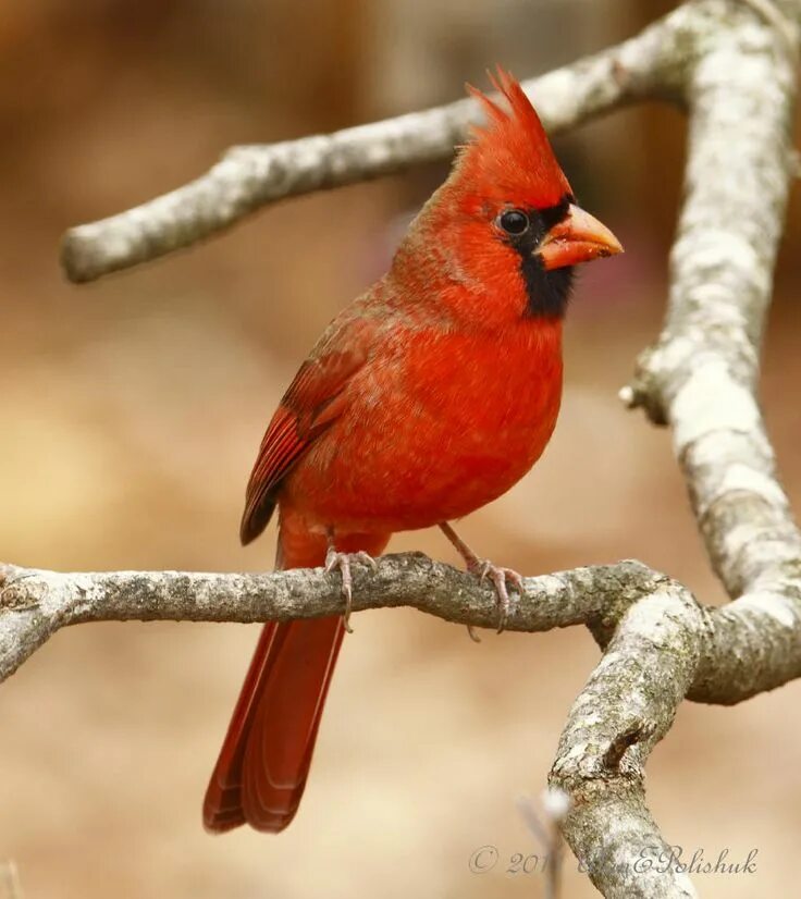 Птица кардинал фото emuwren American animals, North american animals, Pet birds