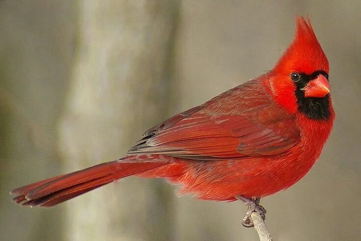 Птица кардинал фото Pin by Meryem Kaya on ❤ Muhteşem canlılar ❤ Cardinal birds, Northern cardinal, C