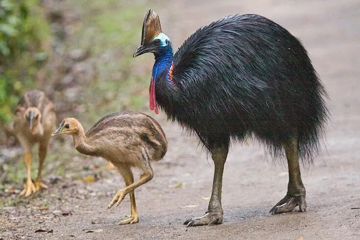 Птица казуар фото и описание Southern Cassowary (Casuarius casuarius) Australia animals, Australian native an