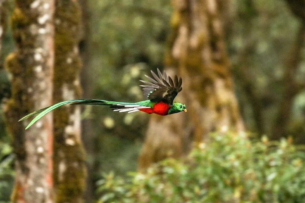 Птица кетцаль фото Quetzal in flight The magnificent Resplendent Quetzal ♂ se. Flickr