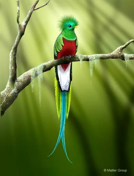 Птица кетцаль фото Quetzal the national bird of Guatemala... Can't wait to go back someday! Birds p