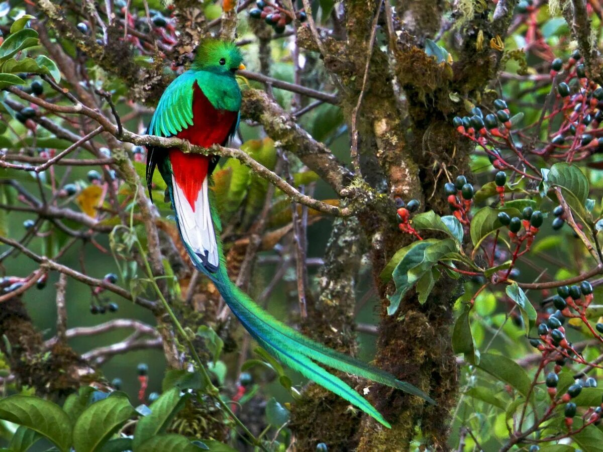 Птица кетцаль фото Category:Quetzals and Trogons NatureRules1 Wiki Fandom