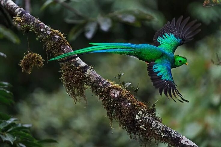 Птица кетцаль фото Resplendent Quetzal lives in the mountainous cloud forests in Central America. P