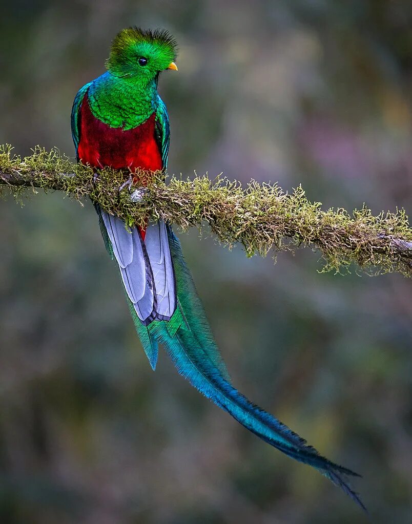 Птица кетцаль фото Resplendent Quetzal Many people think the Resplendent Quet. Flickr