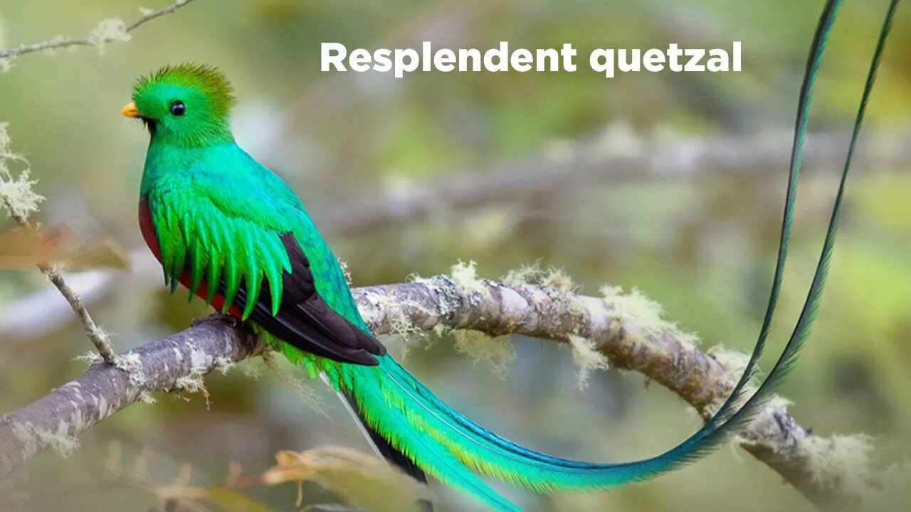 Птица кетцаль фото Birds of the World 30 Resplendent quetzal Resplendent trogon Trogon Birds of Sou