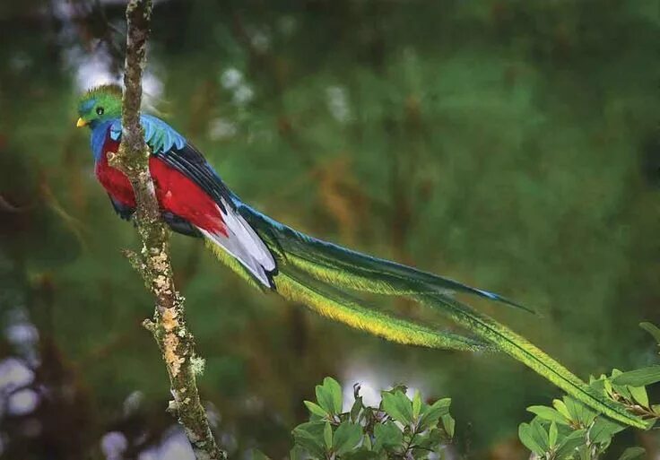 Птица кетцаль фото Quetzal (Pharomachrus mocinno) Found in cloud forests. Fairly large, 14-16" with