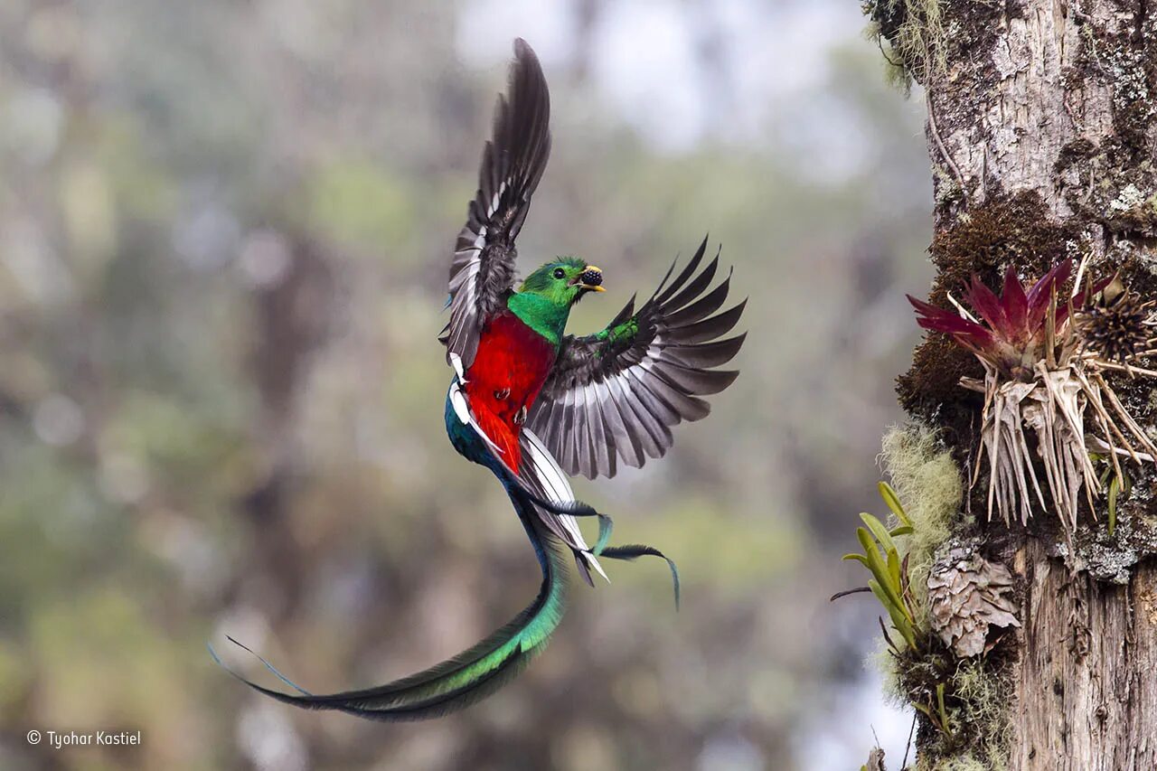 Птица кетцаль фото Resplendent delivery Wildlife Photographer of the Year Natural History Museum