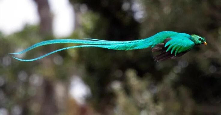 Птица кетцаль фото World’s Most Beautiful Bird "Resplendent Quetzal" Pájaros hermosos, Ave nacional