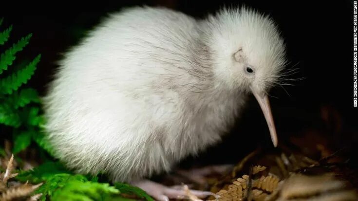 Птица киви фото The only white kiwi bird ever born in captivity has died after surgery CNN Kiwi 