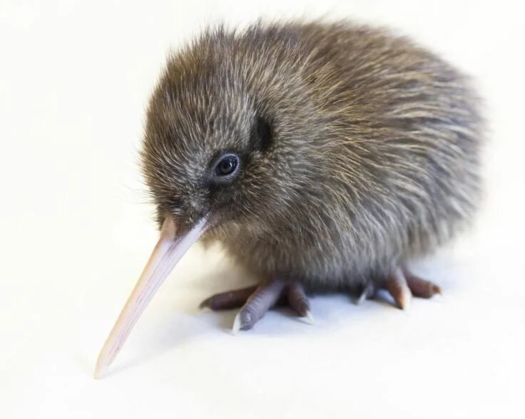 Птица киви фото kiwi nz Baby kiwi, Kiwi bird, Pet birds