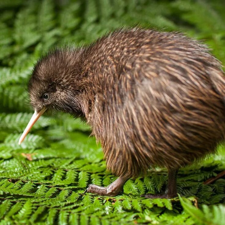 Птица киви фото Rainbow Springs on Instagram: "109 kiwi chicks have hatched this season so far a