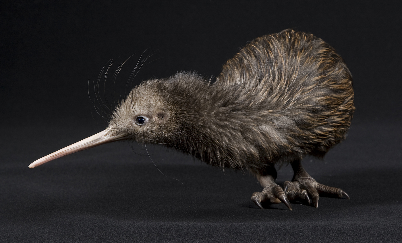 Птица киви фото Watch: Kiwi Hatching Smithsonian's National Zoo and Conservation Biology Institu