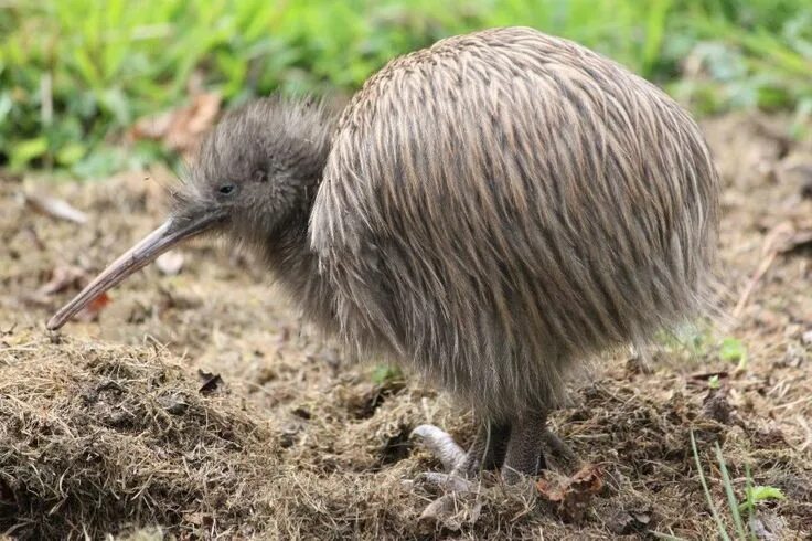 Птица киви фото Southern Brown Kiwi (Apteryx australis) Южный киви Kiwi bird, Pet birds, Bird ph