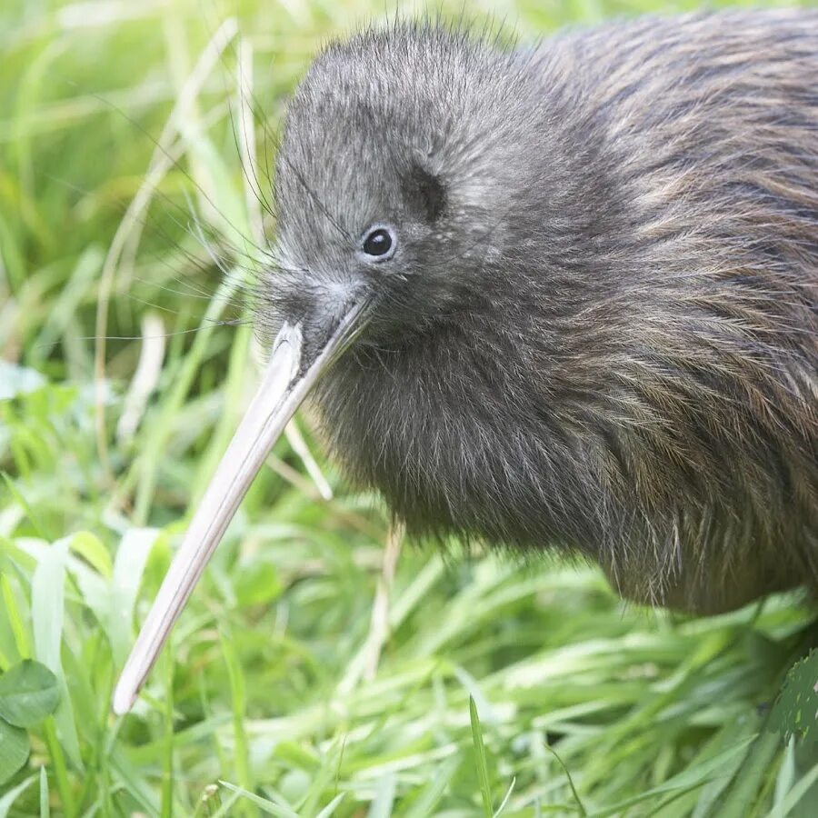 Птица киви фото Willowbank Wildlife Reserve Christchurch, NZ - YouTube