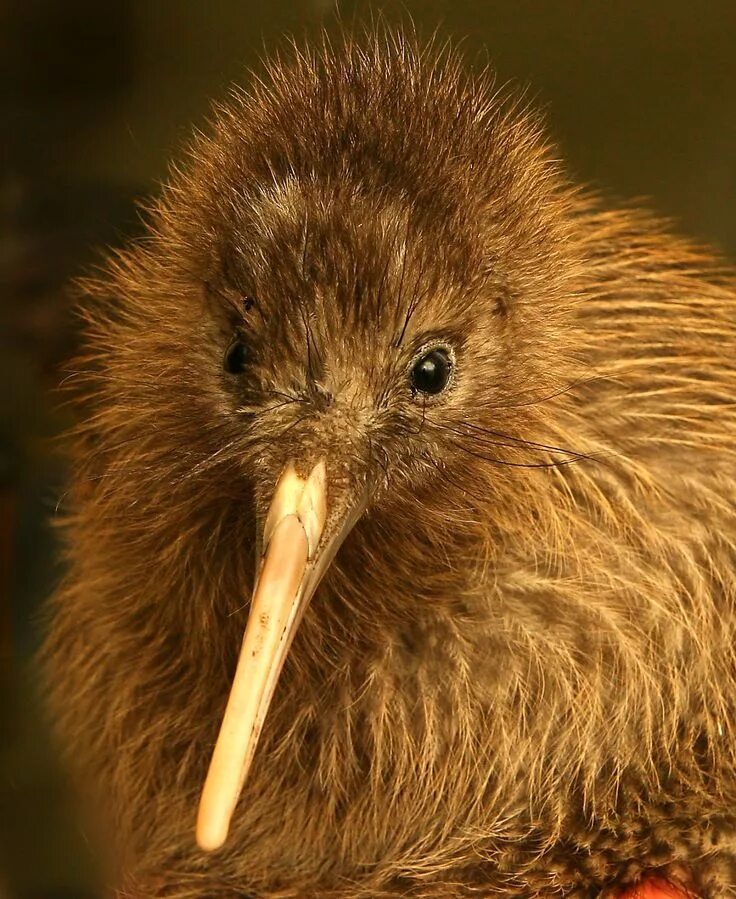 Птица киви фото и описание Kiwi bird, Pet birds, Beautiful birds