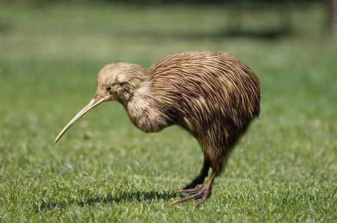 Птица киви фото и описание Pin on Animals Kiwi bird, Kiwi (animal), Kiwi