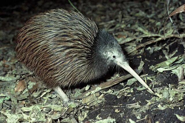 Птица киви фото и описание North Island Brown Kiwi (Apteryx mantelli) Северный киви ? Pet birds, Birds, Kiw