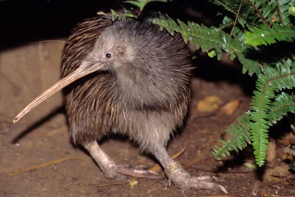 Птица киви фото и описание Kiwi San Diego Zoo Animals & Plants