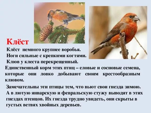 Red Crossbill (Loxia curvirostra). Birds of Siberia.