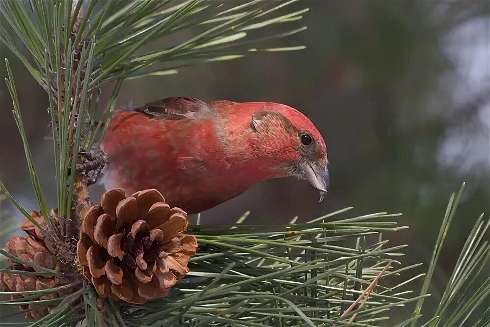 Птица клест фото и описание Red on green Male Crossbill in Hakodate. Stuart Price Flickr