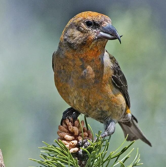 Птица клест фото и описание Red Crossbill The Audubon Birds & Climate Change Report