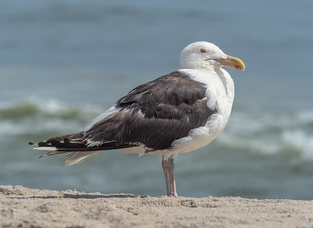 Птица клуша фото File:Great black-backed gull (26769).jpg - Wikipedia