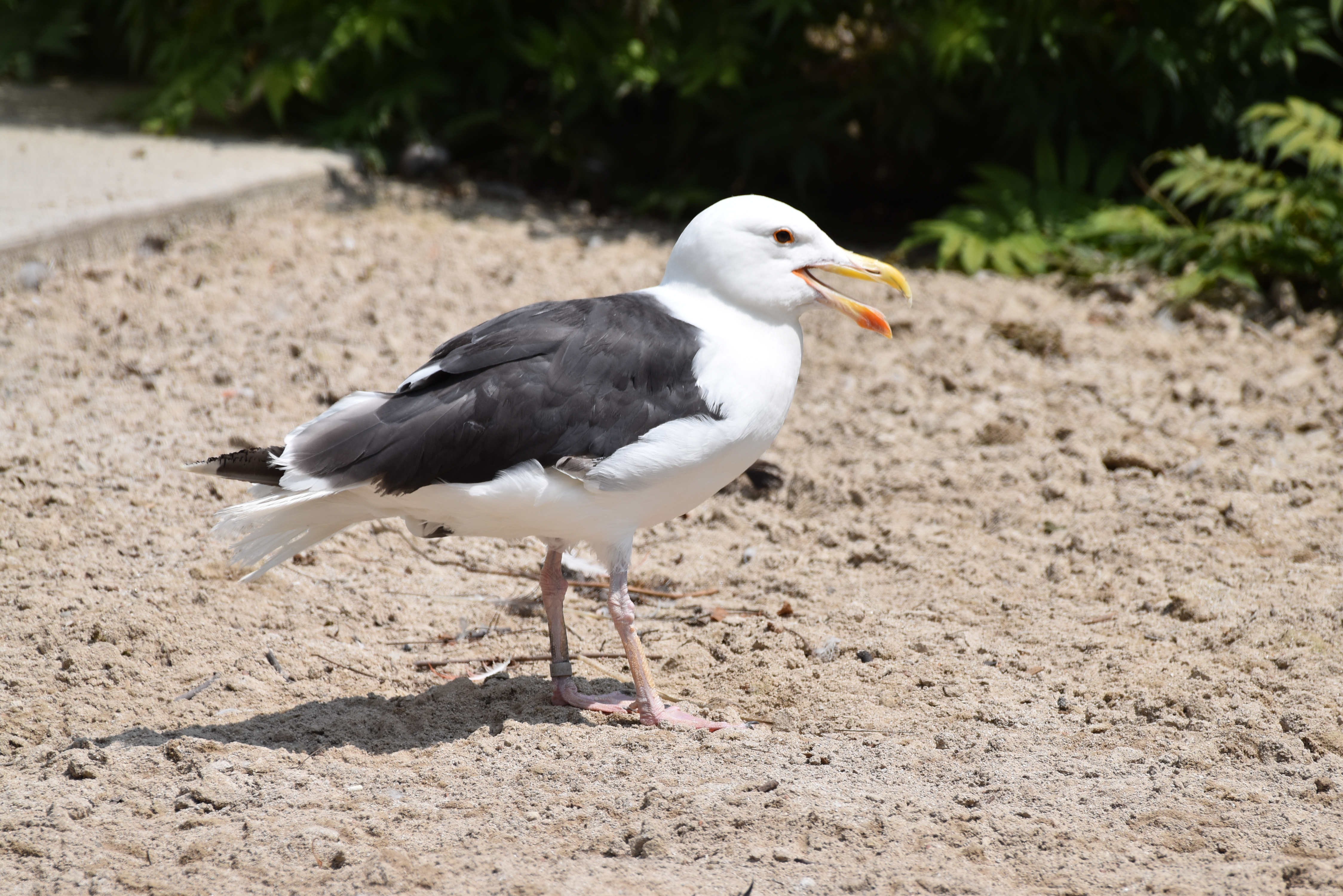 Птица клуша фото File:Great black-backed gull Toledo Zoo 8.18 DSC 0553 3.jpg - Wikimedia Commons