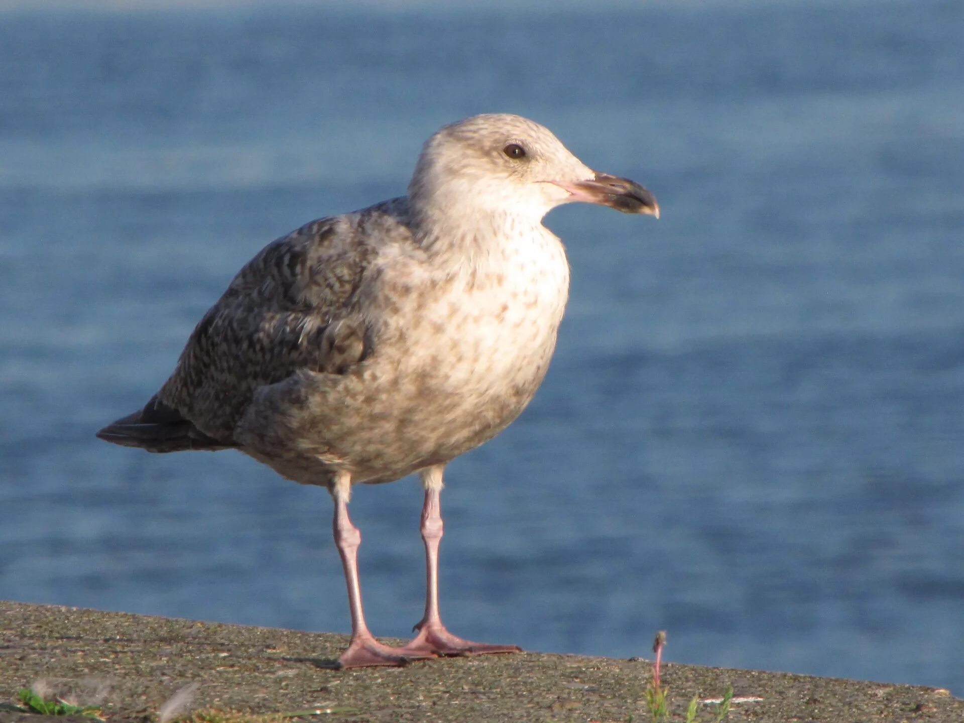 Птица клуша фото Edit free photo of Seagull,gull,head,bird,birds - needpix.com