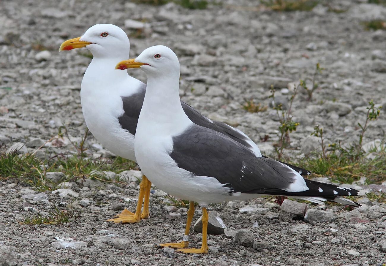 Птица клуша фото Lesser Black-backed Gull - graellsii & intermedius