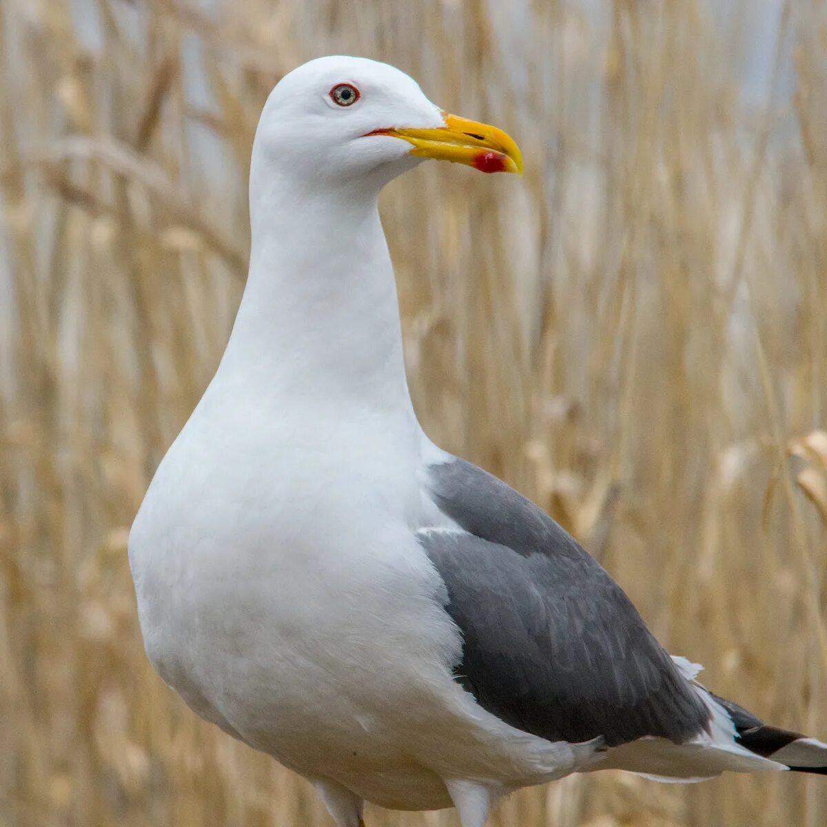 Птица клуша фото Siberian Black-backed Gull (Larus heuglini). Birds of Siberia.