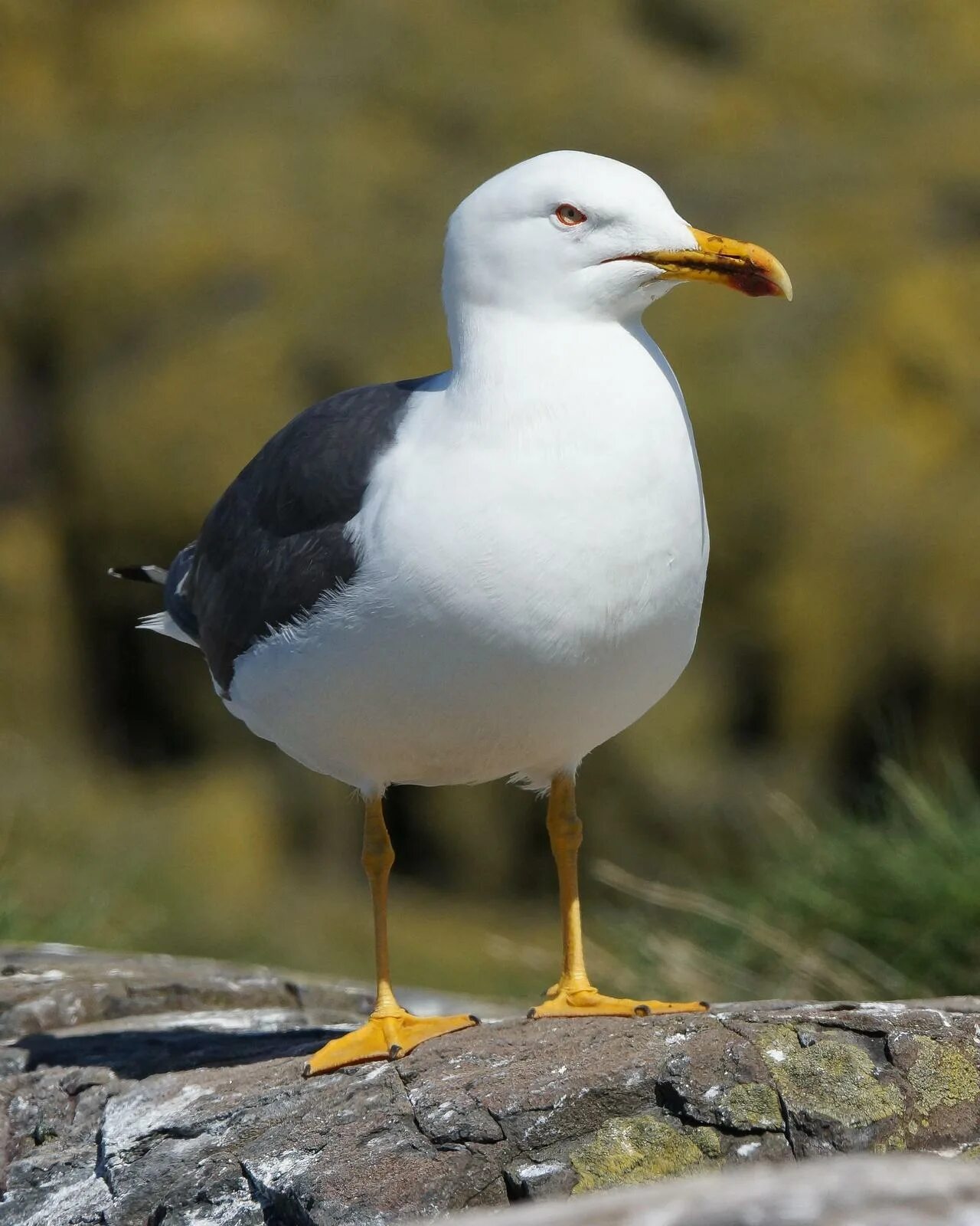 Птица клуша фото BirdsEye Photography: Lesser Black-backed Gull Photo by Steve Percival