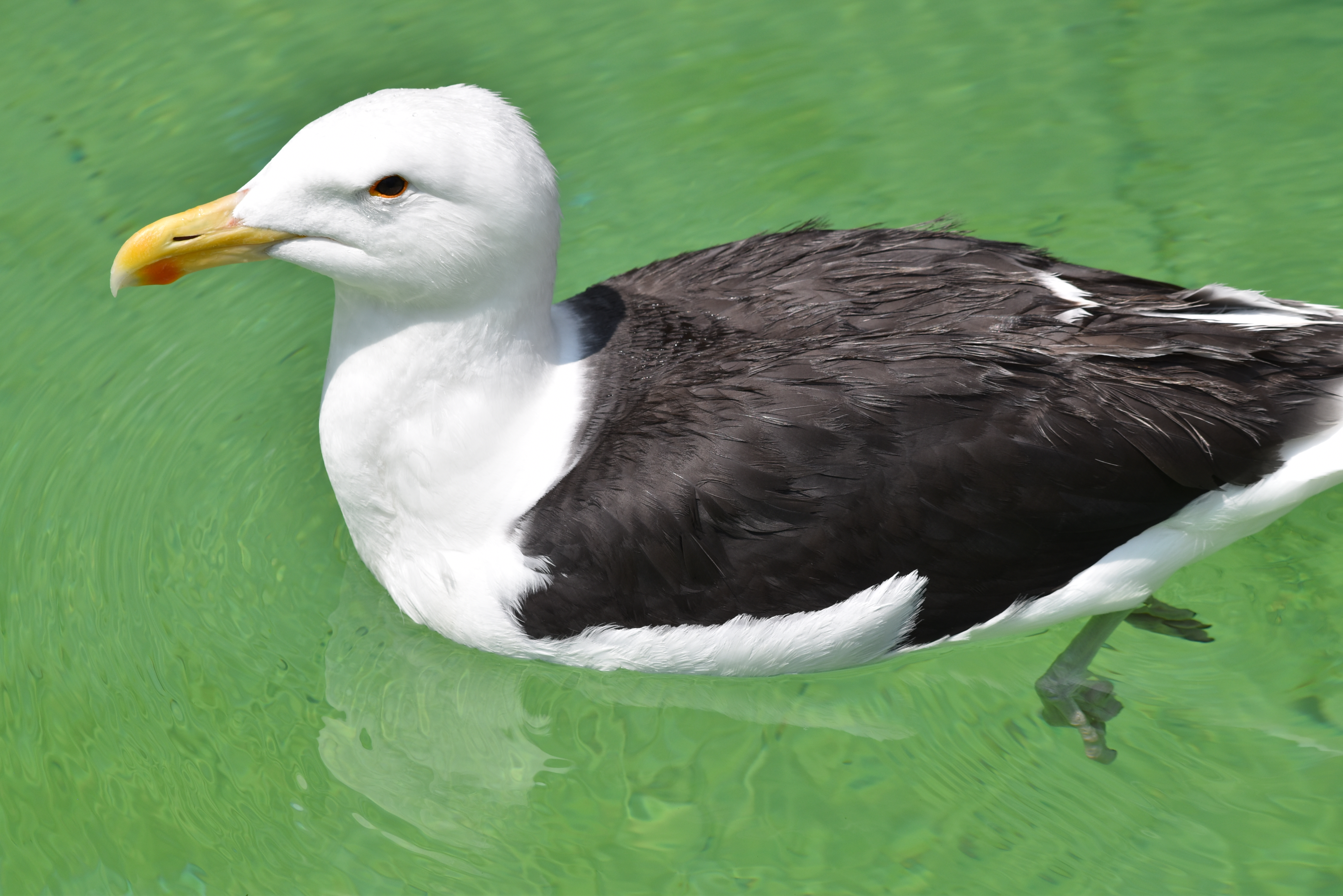 Птица клуша фото File:Great black-backed gull Toledo Zoo 8.18 DSC 0714.jpg - Wikimedia Commons