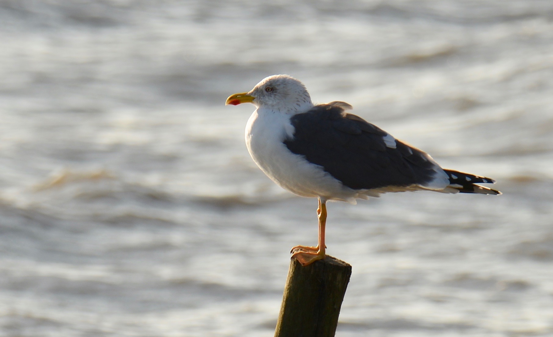 Птица клуша фото File:Gaivota-d`asa-escura, Lesser Black-backed Gull (49048641918).jpg - Wikimedi