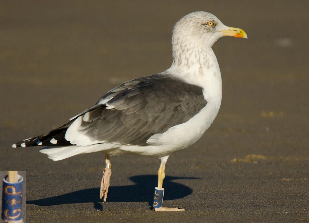 Птица клуша фото Lesser Black-backed Gull - graellsii & intermedius