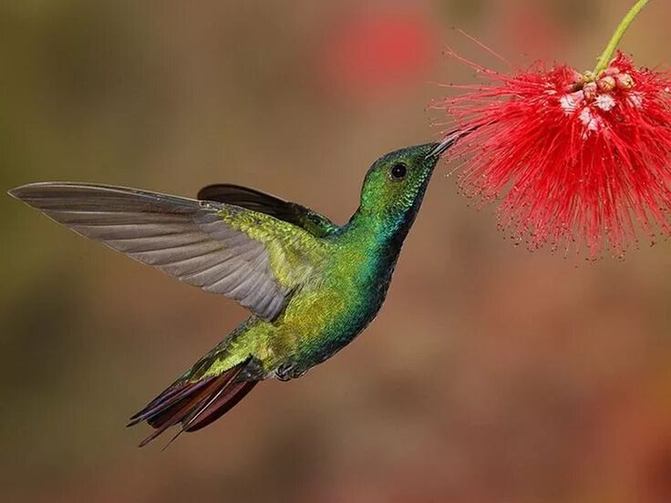 Птица колибри фото и описание kolibri - Kolibri, Kolibri fotos, Vögel