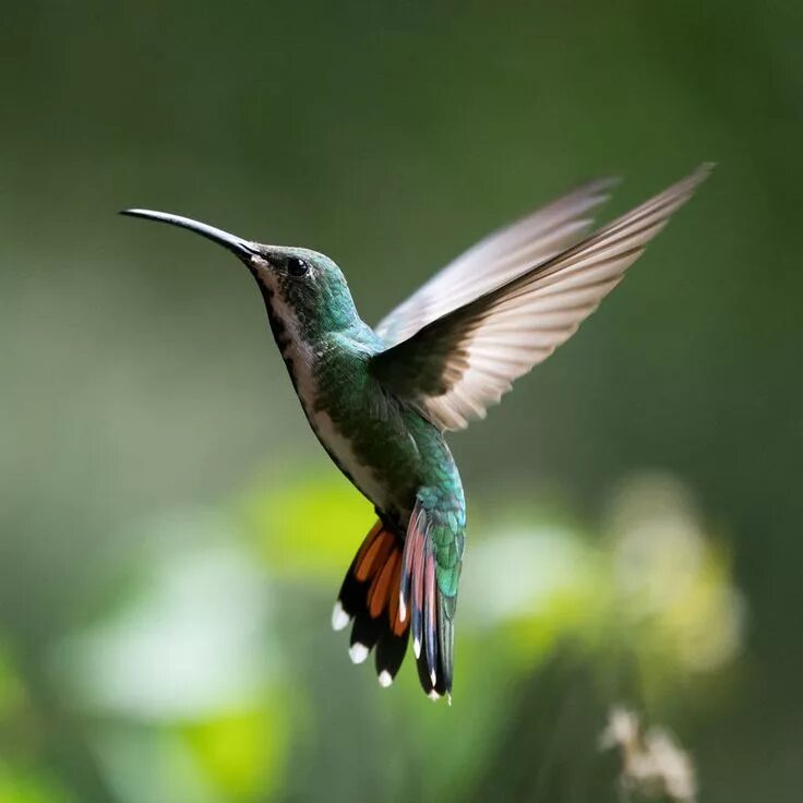 Птица колибри фото и описание How To Photograph Hummingbirds Hummingbirds photography, Hummingbird pictures, H