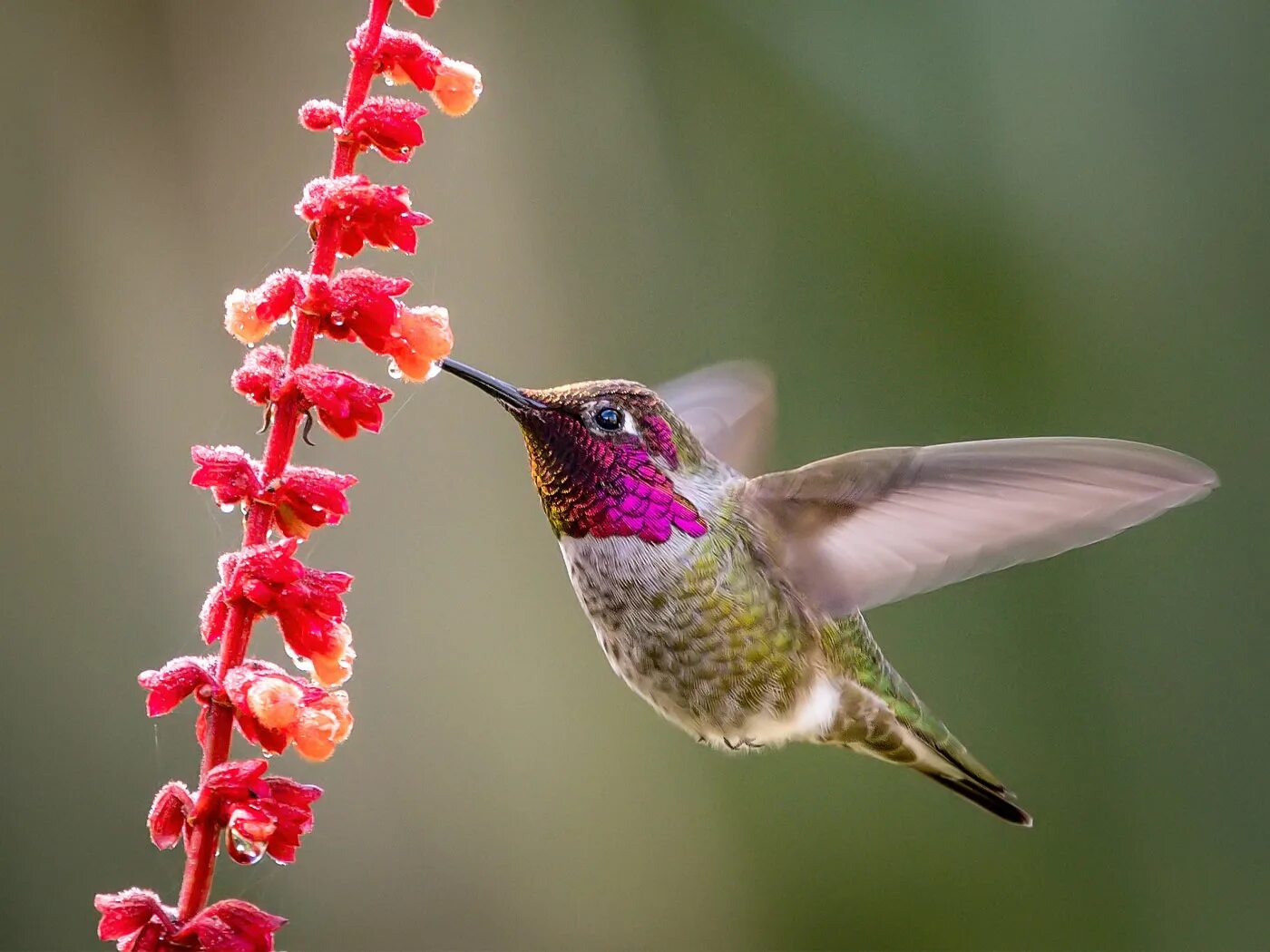 Chim Ruồi Mango ức xanh lục Trung&Nam Mỹ (trống) Green-breasted mango (male)(Ant