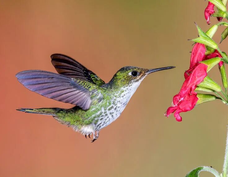 Птица колибри фото и описание Hummer Close-up Hummingbird pictures, Hummingbird, Red flowers