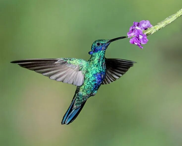 Птица колибри фото и описание Colibri, co-évolution, paysagisme Hummingbird pictures, Hummingbird, Bird