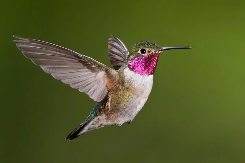 Птица колибри фото картинки Колибри - самая маленькая птица в мире (30 фото + видео) Hummingbird pictures, H