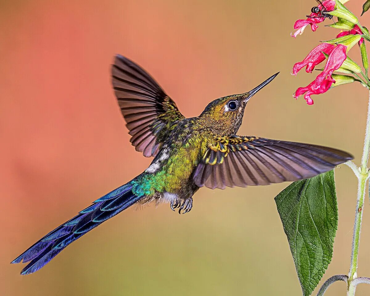 Птица колибри фото картинки Файл:Violet-tailed Sylph (24211026215).jpg - Википедия