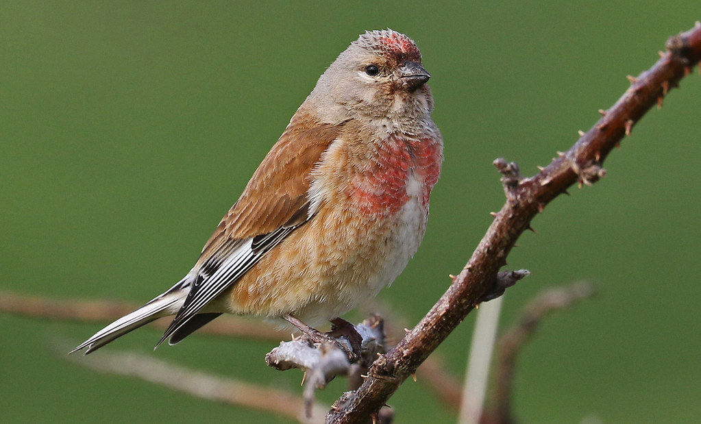 Птица коноплянка фото и описание Linnet Ron Vipond Flickr