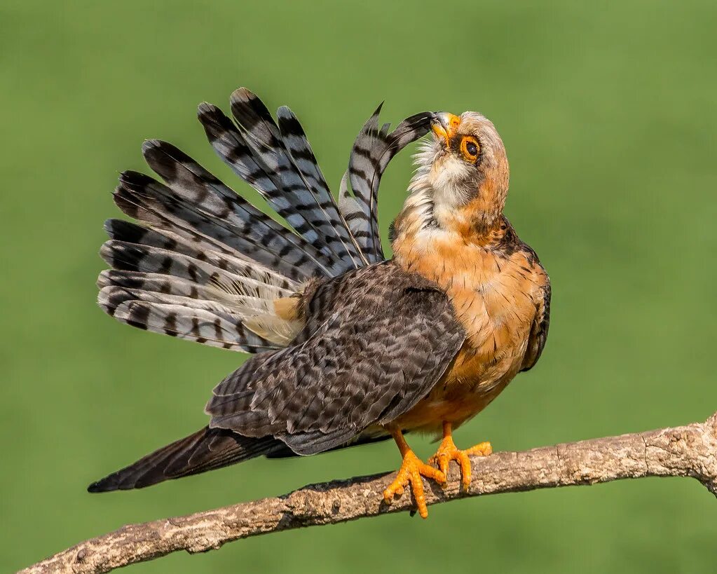 Птица копчик фото Female red-footed falcon preening Just back from a great s. Flickr