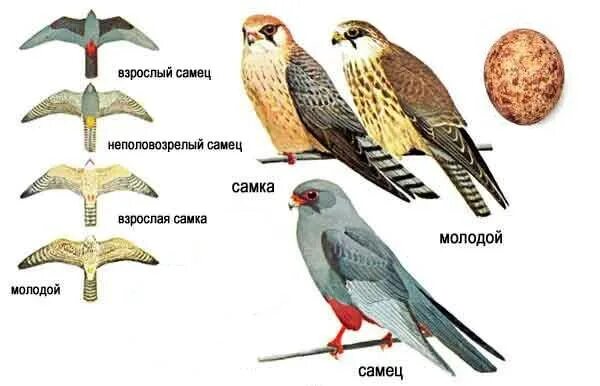 Птица копчик фото и описание Кобчик птица. Описание, особенности и среда обитания птицы кобчика Живность.ру