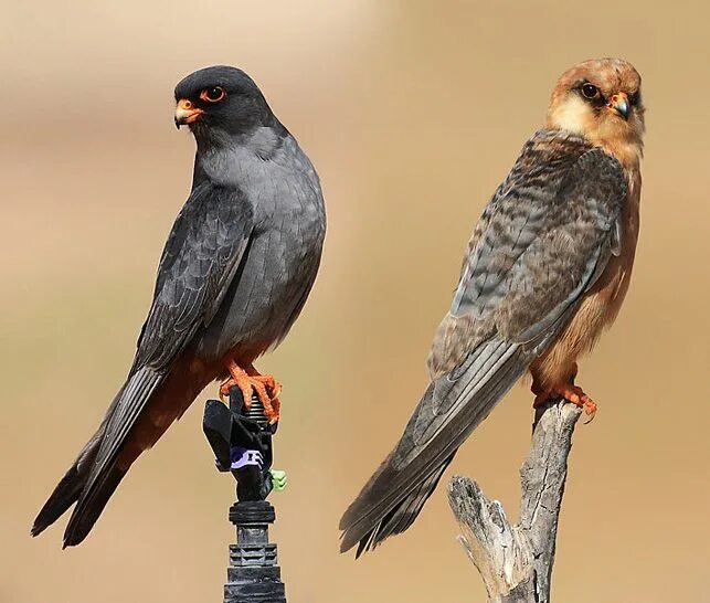 Птица копчик фото и описание Red-footed Falcon (Falco vespertinus). Кобчик Животные, Соколы, Птицы